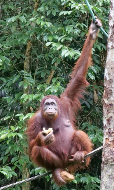 Orangutan Feeding