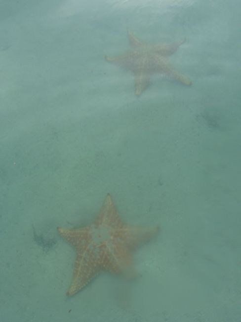 Starfish in Bocas