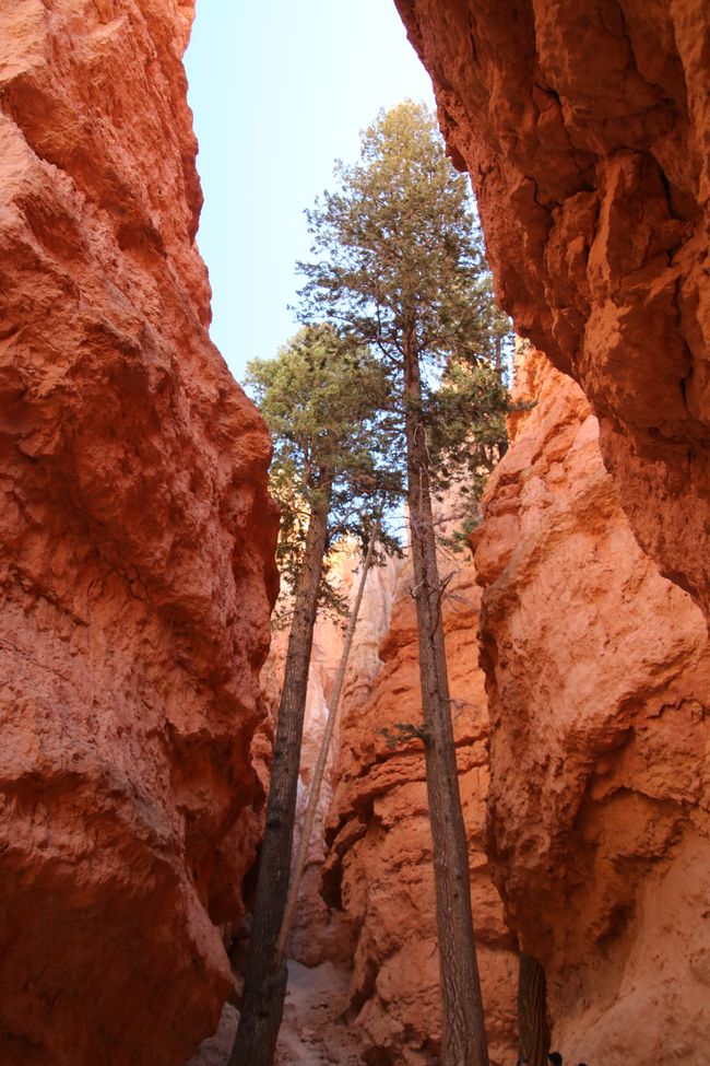 गहने – नवाजो-लूप्-ट्रेल im Bryce Canyon