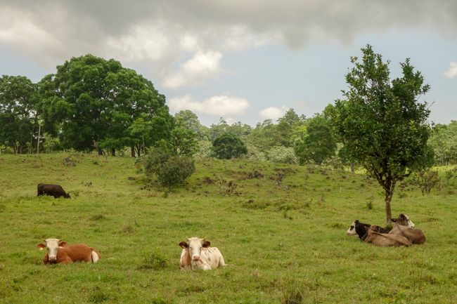 At sa Puerto Ayora ay makikita mo rin ang ilang mga eskultura ng mga kinatawan ng hayop.