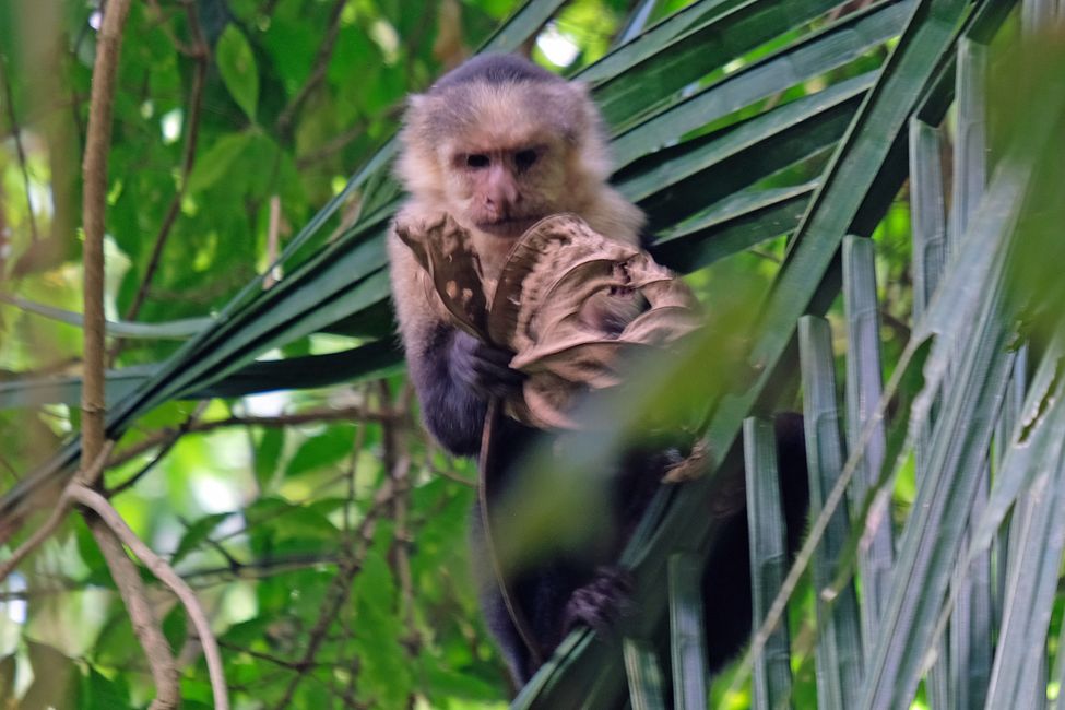 ...and capuchin monkeys (also never stay still).