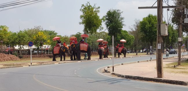 Hier gabs auch die Möglichkeit auf Elefanten zu reiten, als ich die Eisenhaken sah, mit der die Reiter auf die armen Tiere eindreschen, ist es mir vergangen...