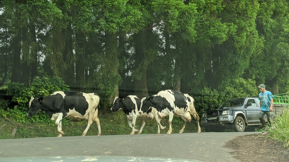 Wieder Kühe auf der Straße