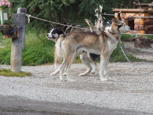 Denali Nationalpark & Schlittenhunde