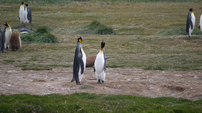 Punta Arenas das Ende der Welt rückt immer näher