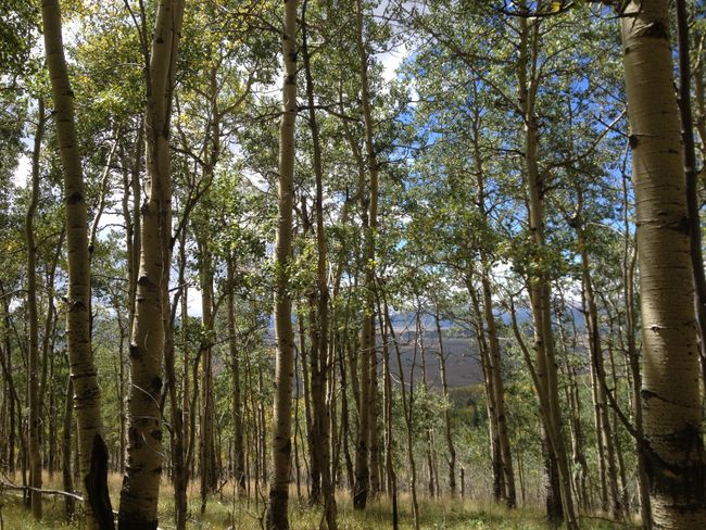 Randonnée Ouest : Colorado Trail