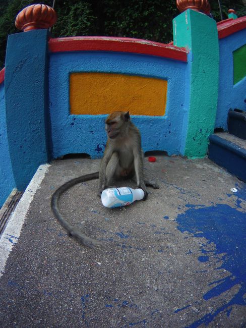 Die Affen hier auf den Treppen greifen manchmal auch Menschen an und klauen Essen und Trinken. Ich wurde tatsächlich in Ruhe gelassen. 