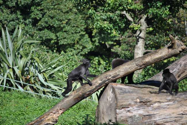 Dublin Zoo (25.09.2016)