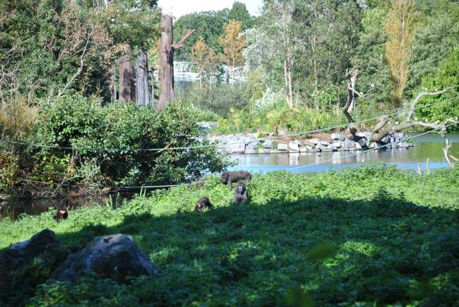 Dublin Zoo (25.09.2016)