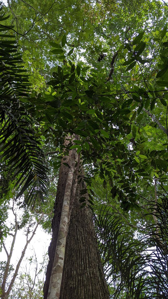 2. Día en la selva amazónica