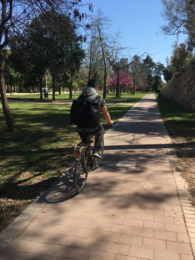 Ein schöner Fahrradausflug durch die Turia-Gärten, die mit ungefähr neun Kilometern Länge die Altstadt Valencias umranden und bis in die Stadt der Kunst und Wissenschaft reichen.