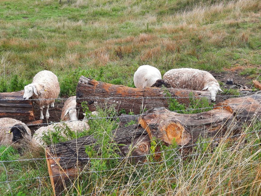 As sweet as the sheep are sleeping and leaning their heads on the wood :)