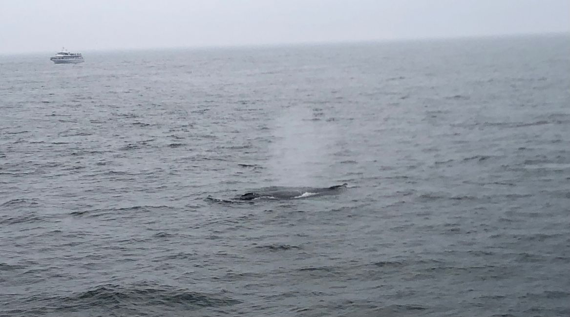 Boston (observação de baleias)