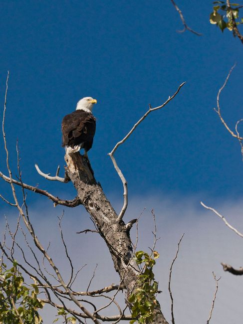 Bald eagle at Kokanee Bay on Lac La Hache