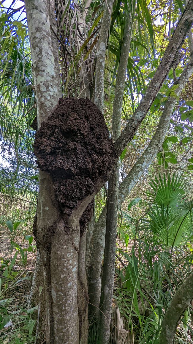 Aufenthalt im Süd Pantanal (Zusammenfassung)