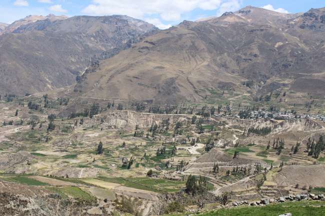 Colca Canyon- The Condor in the second deepest canyon in the world