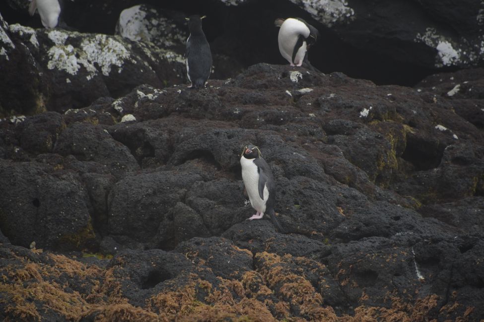 Campbell Islands - Rockhopper Penguin