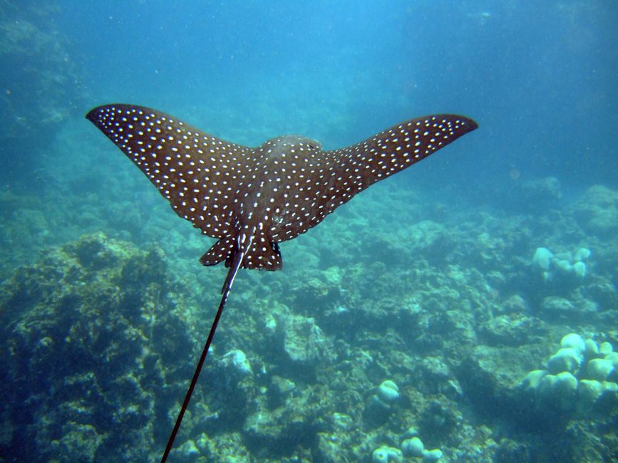 Spotted eagle ray (just like that...)