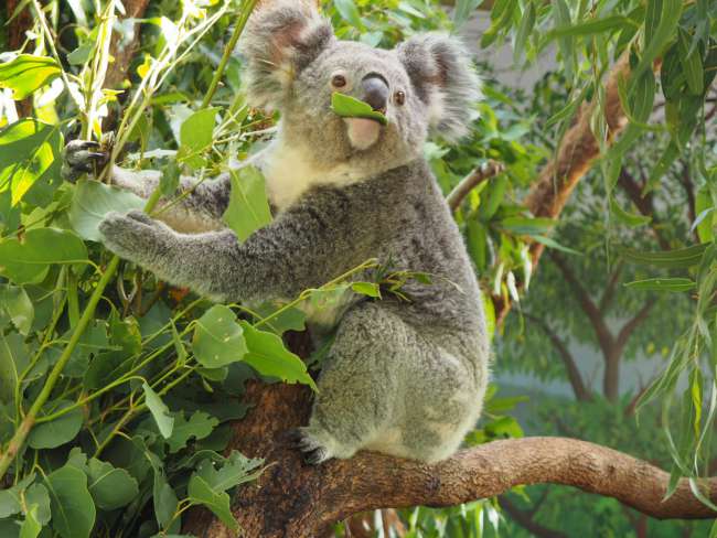 Koala, Kangaroos and co.