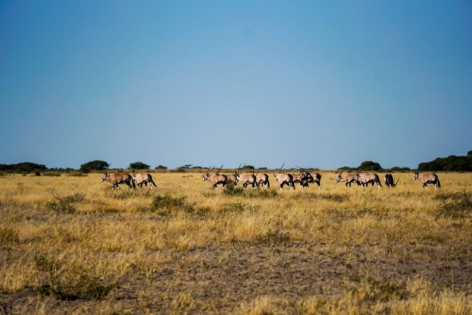 Herd of oryx in the Central Kalahari Game Reserve