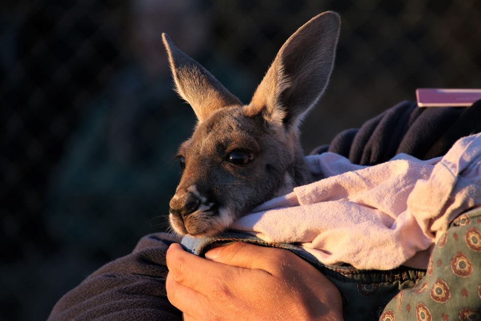 Day 21: Visit to Roger - the muscular kangaroo
