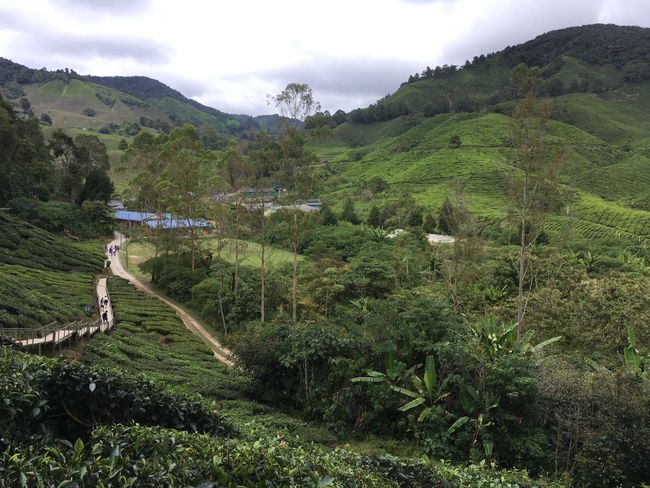 Cameron Highlands - ntanga wa le Malaysia