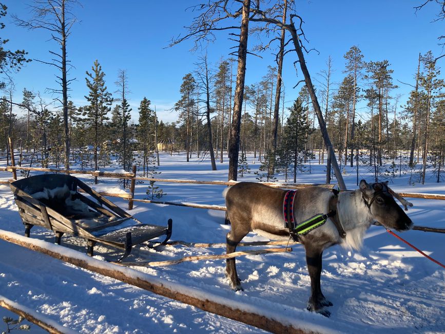 Reindeer farm and sledding