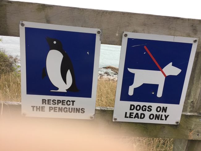 Die Pinguine haben wir heute leider nicht getroffen....