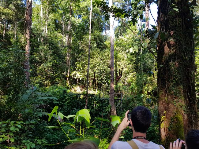 Monkey search on Borneo