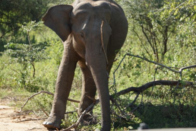 Elephant