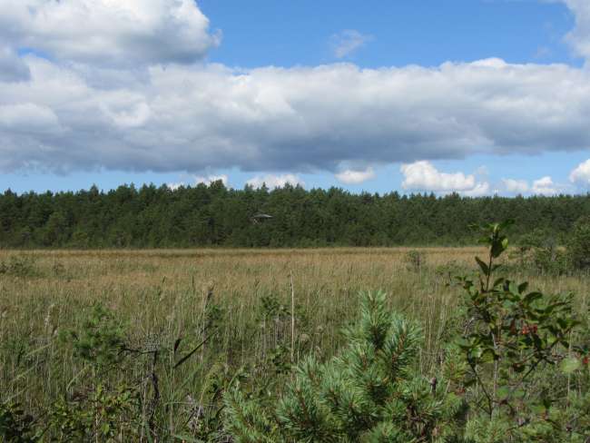 Valgejärve - Wanderung im estnischen Moor