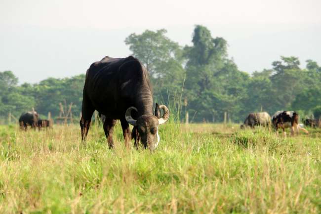 Nepal, the second attempt (Chitwan)