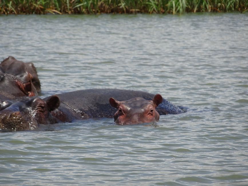 Hippos Lake Tana
