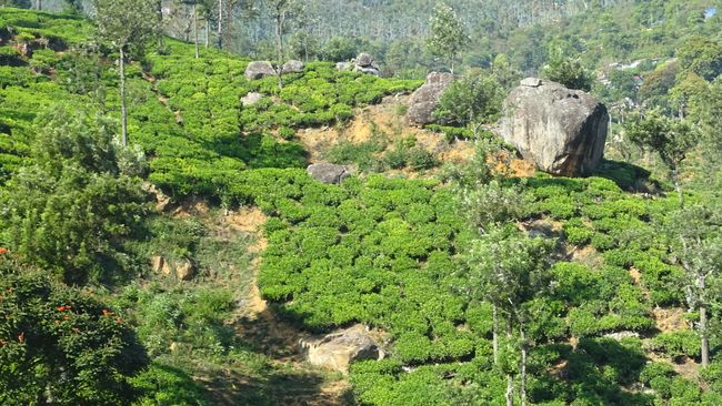 Through tea plantations