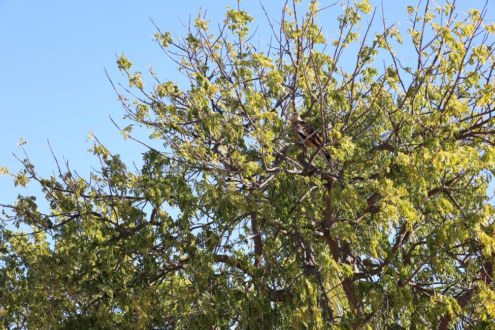 Raptor hiding in the tree