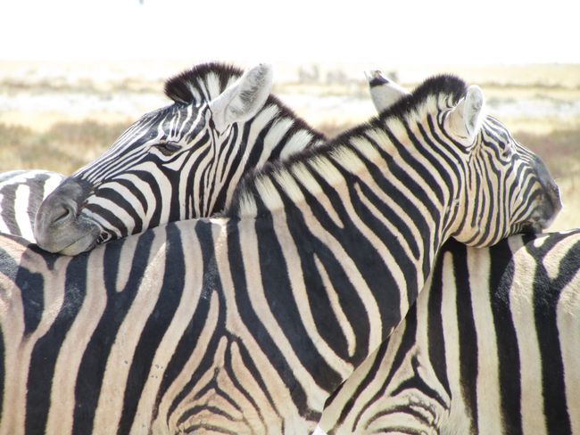 Zebra Friendship, Etosha