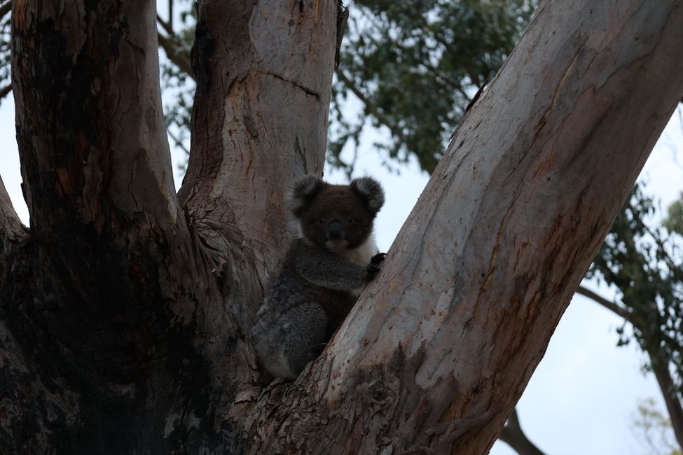 Koala teenager