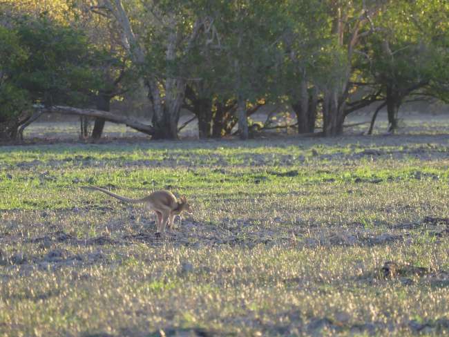 Auch ein Wallaby haben wir gesehen