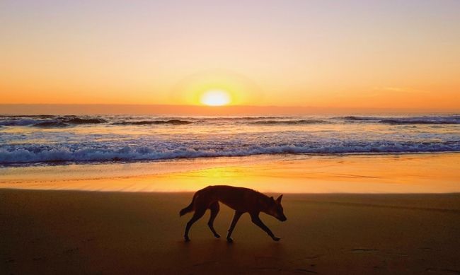 Dingo beim Sonnenaufgang gesichtet
