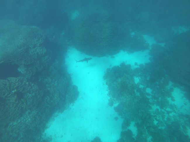 Tag 34: Coral Bay (Schnorcheln mit Manta Rochen)