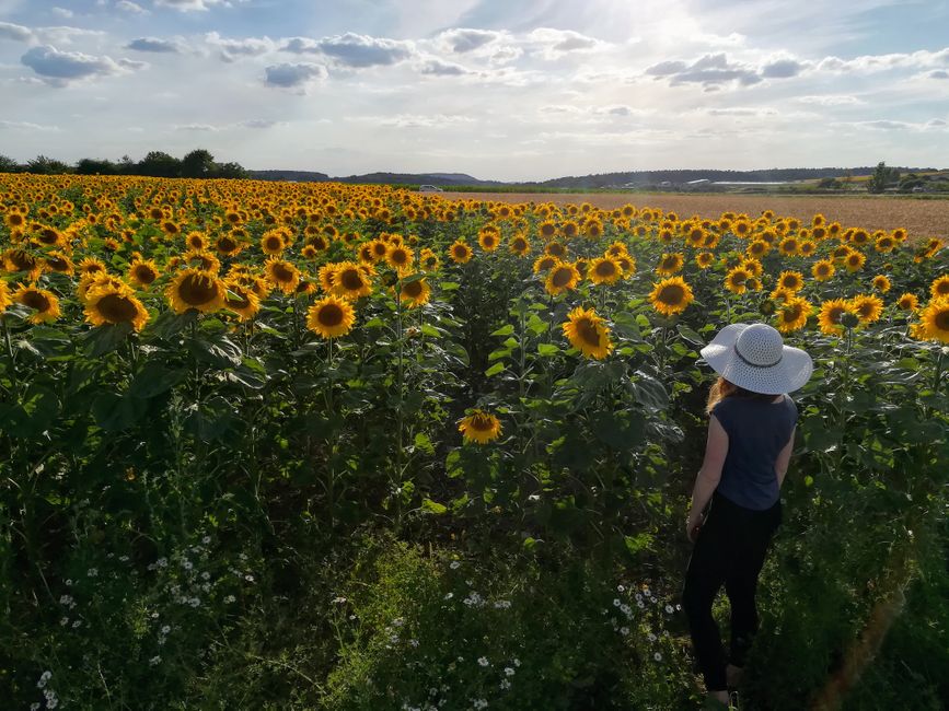 Sunflowers in Sonneberg