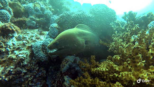 At one dive spot 'Batu Bolong' you could find those nasty moray eels everywhere.. 