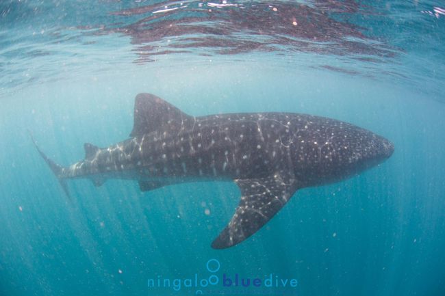 Ningaloo Reef, whale sharks, humpback whales and us