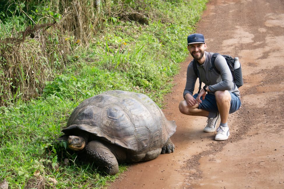 Die riesigen Schildkröten