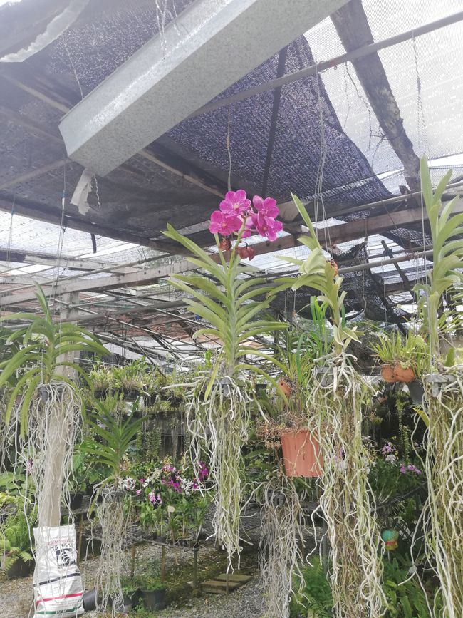 Gesunde Orchidee 