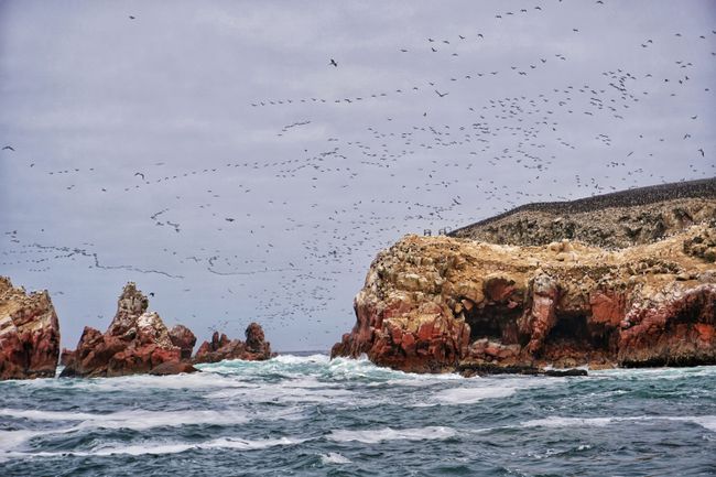 Tausende Vögel auf Beutezug auf den Islas Ballestas