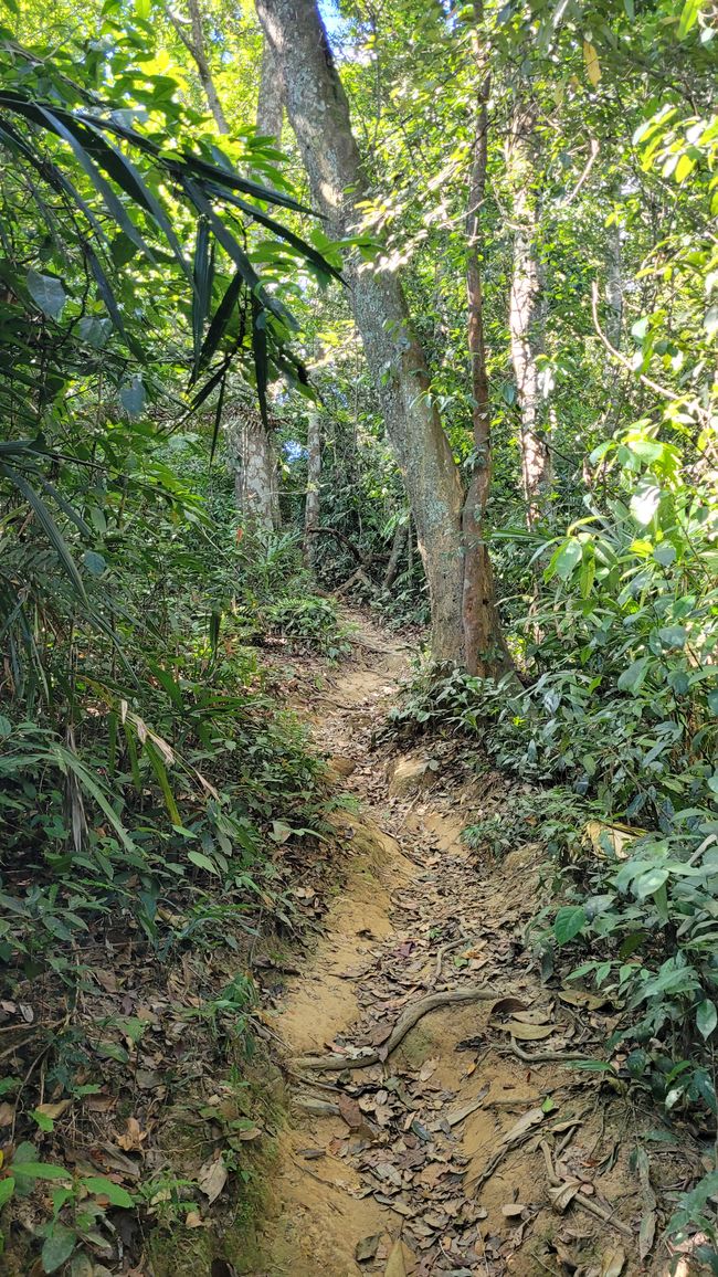Unser Weg in den Dschungel