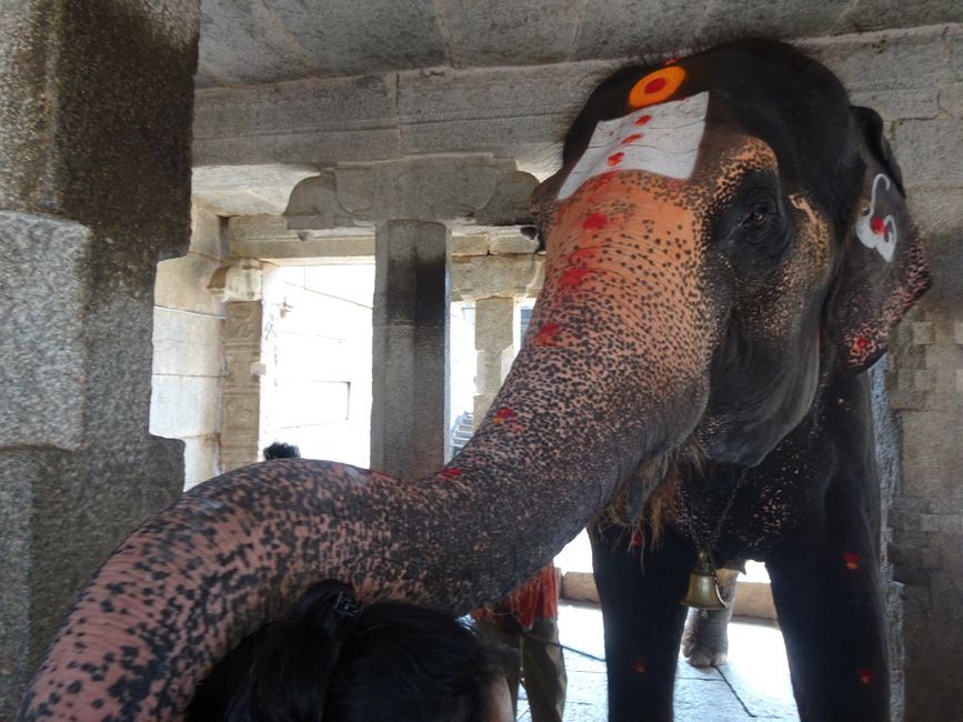 Lakshmi, der arme Tempel-Elefant, bei der Segnung eines Pilgers
