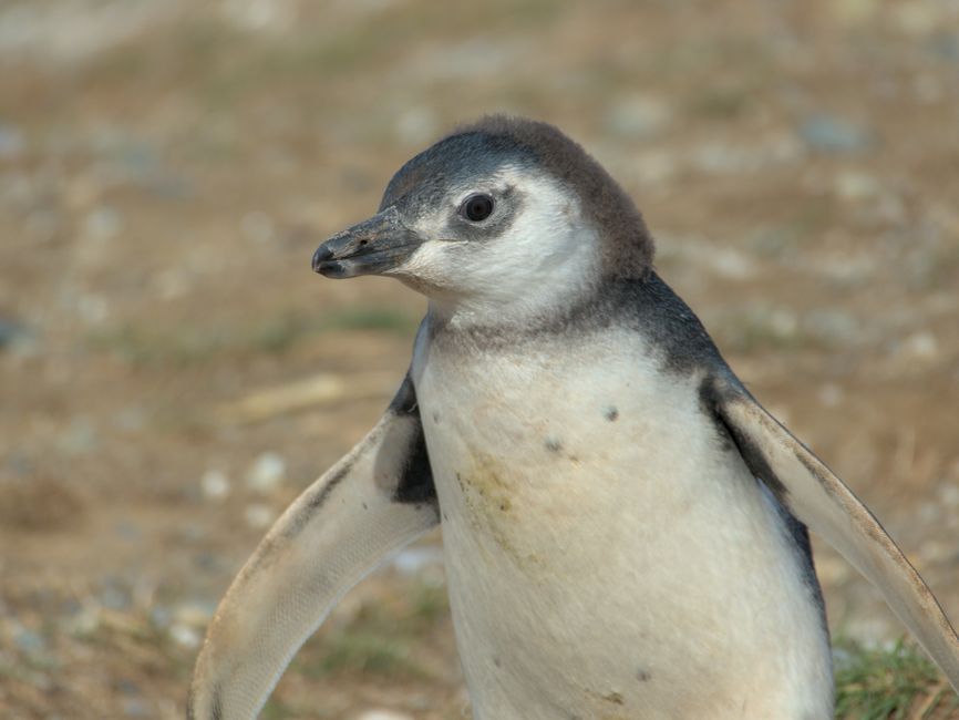 Baby Pinguin