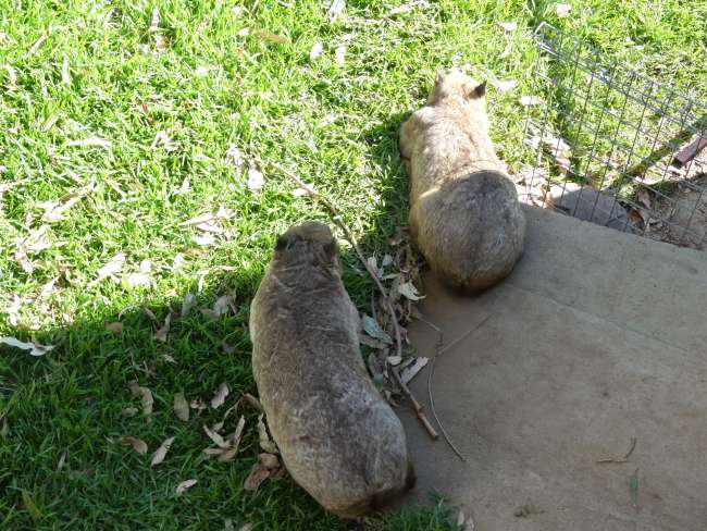 Wombats von oben